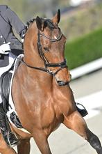 Ruiter gezocht, Dieren en Toebehoren, Paarden, Merrie, ZZ, Dressuurpaard, 160 tot 165 cm