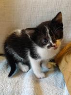 Lieve sociale kittens te koop, Dieren en Toebehoren, Katten en Kittens | Raskatten | Korthaar, Meerdere dieren, Ontwormd, 0 tot 2 jaar