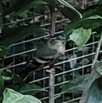 Ivoor Europese sijs man, Dieren en Toebehoren, Vogels | Overige Vogels, Mannelijk, Wildzangvogel, Geringd