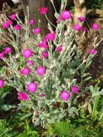 Prikneus, Tuin en Terras, Planten | Tuinplanten, Ophalen of Verzenden, Zomer, Volle zon