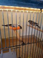 Koppeltje Noorse Goudvinken 2025, Dieren en Toebehoren, Vogels | Overige Vogels, Meerdere dieren, Wildzangvogel, Geringd