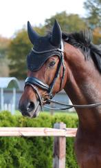 Kwaliteitsvolle 7 jarige dressuur/allround ruin, Dieren en Toebehoren, Gechipt, Ruin, Dressuurpaard, 170 tot 175 cm