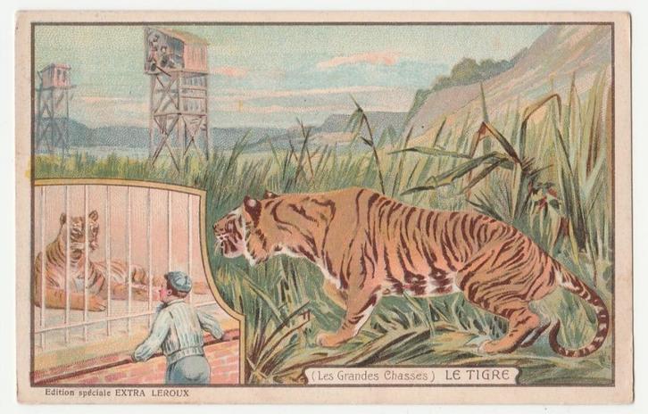 Tijgers.   Roofdieren., Verzamelen, Ansichtkaarten | Themakaarten, Ongelopen, Voor 1920, Overige thema's, Verzenden