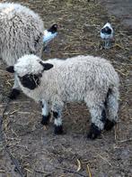 Walliser schwarznase, Dieren en Toebehoren, Schapen, Geiten en Varkens, Mannelijk, Schaap