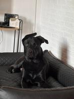 Pup King 10 maanden, Dieren en Toebehoren, 15 weken tot 1 jaar, Reu, Eén hond, Nederland