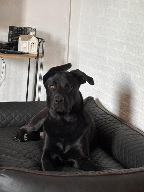 Pup King 10 maanden, Dieren en Toebehoren, Honden | Dekreuen, Reu, Particulier, Eén hond, Nederland, 15 weken tot 1 jaar