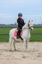 Liefste kinder pony, Dieren en Toebehoren, Paarden, Merrie, Gechipt, Dressuurpaard, Zadelmak
