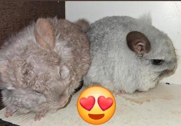 TK  meerdere mooie Chinchilla,s beschikbaar voor biedingen