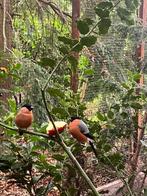 Noorse Goudvink man te koop, Dieren en Toebehoren, Vogels | Overige Vogels, Mannelijk, Wildzangvogel, Geringd