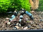 Panda OE Caridina garnaal, Dieren en Toebehoren, Vissen | Aquariumvissen, Kreeft, Krab of Garnaal