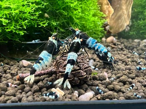 Panda OE Caridina garnaal, Dieren en Toebehoren, Vissen | Aquariumvissen, Kreeft, Krab of Garnaal