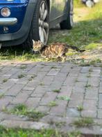 Leuke makke boerderij katjes te koop., Dieren en Toebehoren, Katten en Kittens | Overige Katten, Meerdere dieren, Kortharig, 0 tot 2 jaar