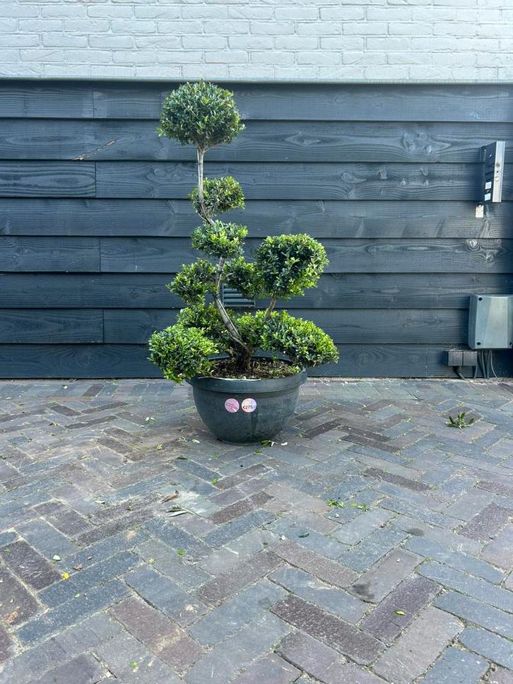 Ilex crenata kinme bonsai, Tuin en Terras, Planten | Bomen, Overige soorten, Minder dan 100 cm, Volle zon, Ophalen