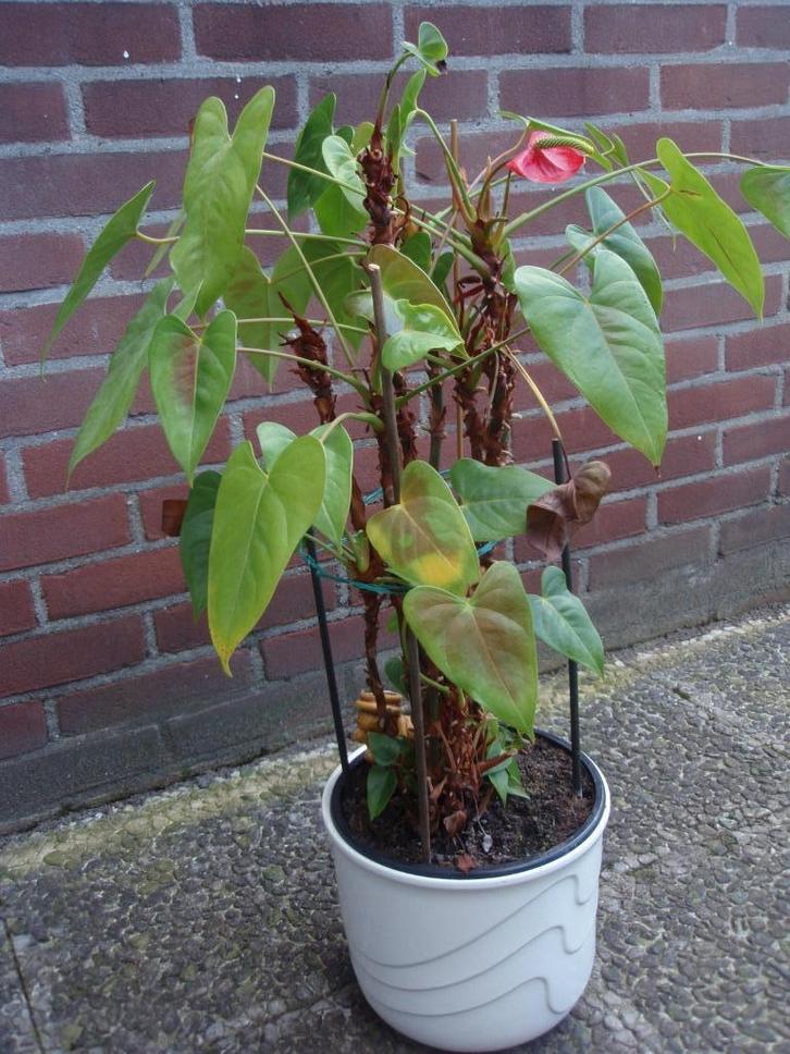 Rood kleurige, bloeiende Flamingo - Anthurium Plant, Huis en Inrichting, Kamerplanten, Overige soorten, Minder dan 100 cm, Bloeiende kamerplant