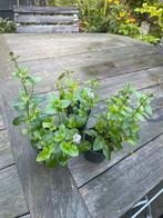 🌿 Biologische lavendelmunt muntplantjes lavendel munt, Ophalen, Volle zon, Vaste plant, Kruiden