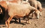 Braaf schaap. Kruising nolana maasduin drent., Dieren en Toebehoren, Schapen, Geiten en Varkens, Vrouwelijk, Schaap