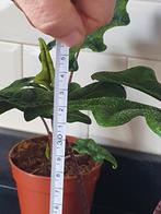 Alocasia jacklyn planten, Ophalen of Verzenden