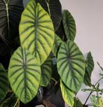 Alocasia Clypeolata 'Green Shield' 3 knollen, Ophalen of Verzenden, Halfschaduw, Minder dan 100 cm