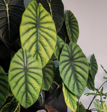 Alocasia Clypeolata 'Green Shield' 3 knollen beschikbaar voor biedingen