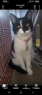 Kitty. Heeft een warm huisje nodig z.s.m, Dieren en Toebehoren, Katten en Kittens | Overige Katten, Poes