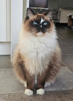 Ragdoll kater (1,5 jaar), Dieren en Toebehoren, Katten en Kittens | Raskatten | Langhaar, Kater, Gechipt, 0 tot 2 jaar