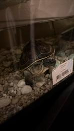 2 leuke schildpadden met hok, Schildpad, Met terrarium