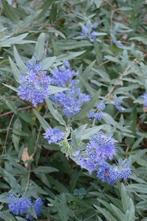 Caryopteris "Heavenly Blue" ( blauwbaard), Ophalen, Overige soorten, Minder dan 100 cm