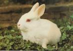 Dieren- -Konijn. (ansichtkaart)., Verzamelen, Verzenden, 1960 tot 1980, Ongelopen, Overige soorten