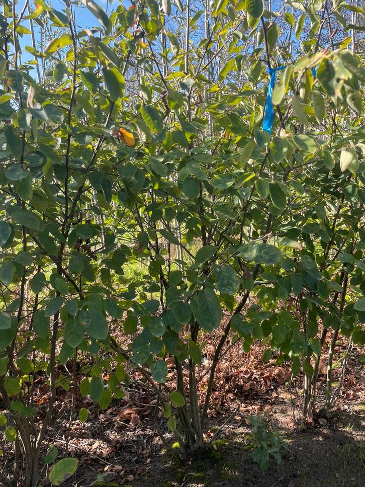 Planten kom er weer aan vanaf oktober tot april., Tuin en Terras, Planten | Bomen, Overige soorten, Volle zon, Lente, Ophalen of Verzenden