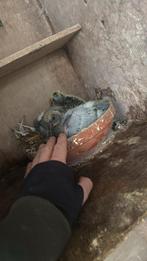 2 jongeduiven uit 2026 bekijk stamkaarten van de ouders, Geslacht onbekend, Postduif