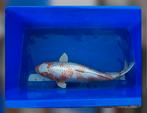 Te Koop; Koi Hariwake 72 cm, Karper of Koi