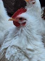 Mooie witte serama krulveer haan, Dieren en Toebehoren, Pluimvee, Mannelijk, Kip