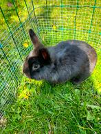 Zwarte/bruine ram konijn #2, Dieren en Toebehoren, Mannelijk, Groot