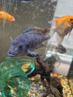 Cichlide vis Gratis, Dieren en Toebehoren, Vissen | Aquariumvissen, Vis