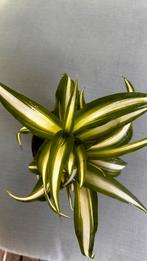 Chlorophytum com. 'Variegatum', Ophalen, Vetplant, Minder dan 100 cm