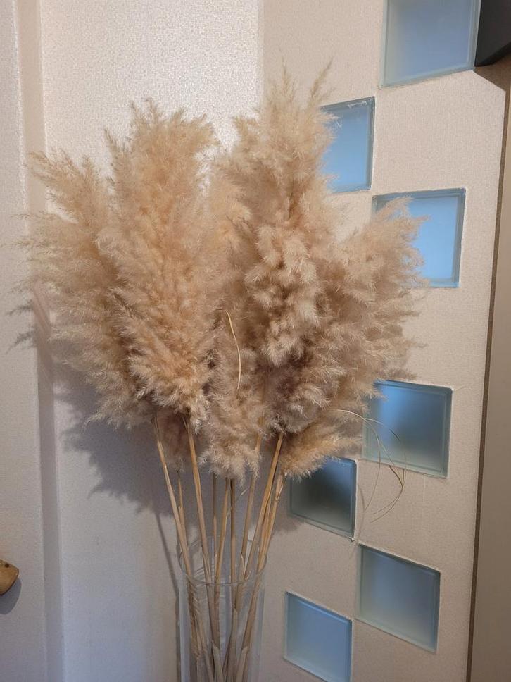 Pampas pluimen, Huis en Inrichting, Woonaccessoires | Droogbloemen, Nieuw, Ophalen