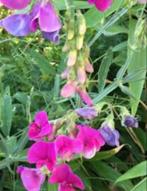 Zaden Lathyrus Pearl mix, Tuin en Terras, Bloembollen en Zaden, Verzenden, Voorjaar, Volle zon, Zaad
