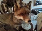 Taxidermy Brandvos vos opgezet, Verzamelen, Ophalen, Zo goed als nieuw, Wild dier, Opgezet dier