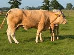 Mooi blonde zoogstel ( vaarskalf )  te koop, Dieren en Toebehoren, Runderen, Mannelijk