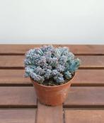 Myrtillocactus Geometrizans | Ø10,5cm H12cm, Ophalen of Verzenden, Cactus, Minder dan 100 cm