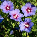 Hibiscus planten, Tuin en Terras, Planten | Tuinplanten, Ophalen, Overige soorten, Volle zon