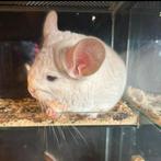 Goldbar Chinchilla Bok | Tam & Gezond | Unieke Kleur, Dieren en Toebehoren, Chinchilla, Mannelijk, Juli, Tam