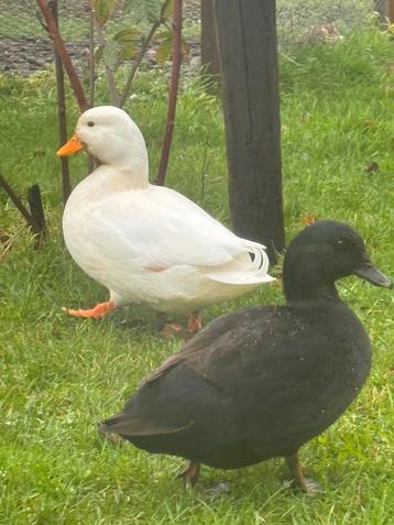 Mooie witte kwakker woerd beschikbaar voor biedingen