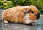 Cavia zeugjes 5 weekes, Dieren en Toebehoren, Knaagdieren, Vrouwelijk, Cavia, Voor 1 juli 2024, Tam