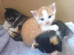 Hele lieve Kittens te koop 2 kater 3 poezen, Meerdere dieren