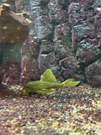 Green phantom 12cm groot, Vis, Zoetwatervis