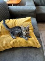 Maine coon poesjes, Dieren en Toebehoren, Katten en Kittens | Overige Katten, Poes, Langharig, 0 tot 2 jaar