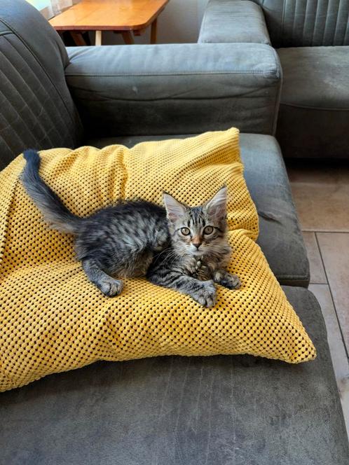 Maine coon poesjes, Dieren en Toebehoren, Katten en Kittens | Overige Katten, Langharig, Poes, 0 tot 2 jaar
