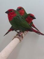 6-6 Roodkop papagaai amadines, Dieren en Toebehoren, Meerdere dieren, Tropenvogel, Geringd