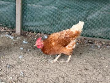 Mooie legkip te koop beschikbaar voor biedingen